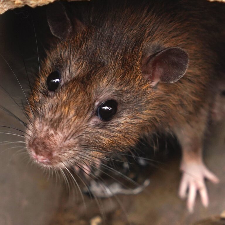 Living with Wildlife: Understanding Mice and Rats Living with Wildlife: Understanding Mice and Rats