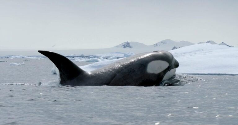 Must-See Polar Documentaries You Shouldn't Miss