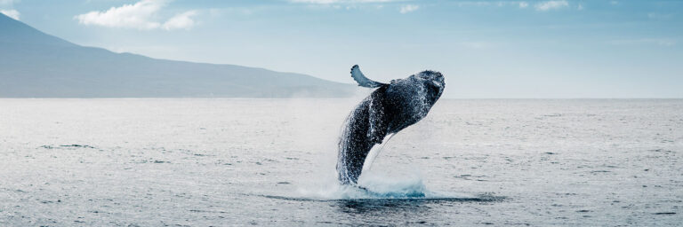 Top 10 Whale Watching Tours in Tromsø, Norway