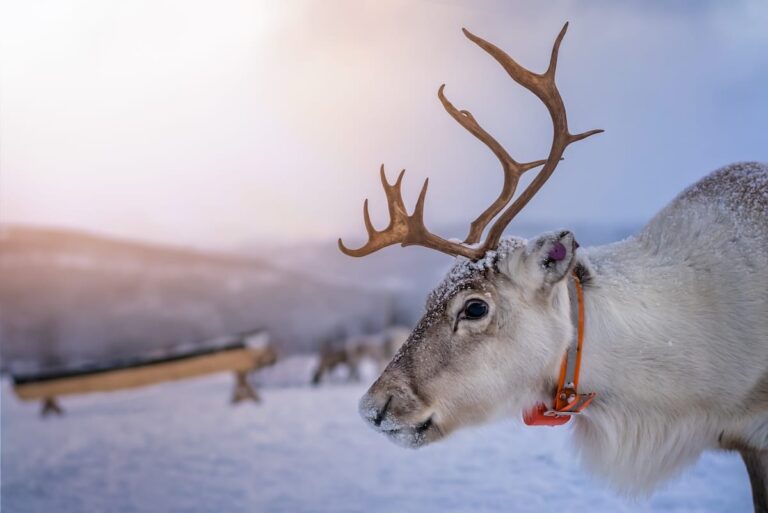 Top 5 Must-Do Tours and Activities in Tromsø (2026-2027)
