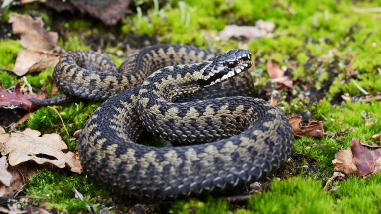 Understanding Norway's Snakes: Essential Info for Travelers