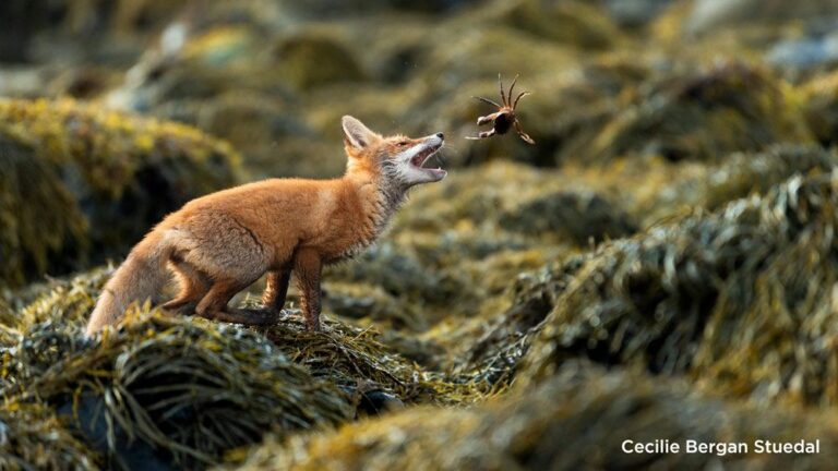 DSLR Wildlife Photo of Foxes in Finnmark Wins 5th Award