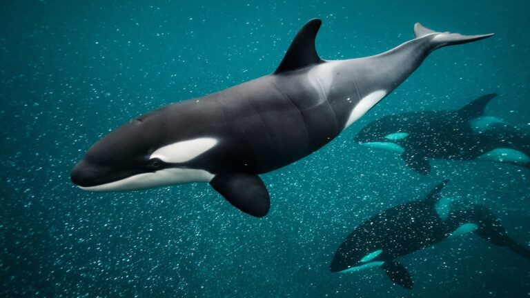 Team Orca: Nature’s Fight Back in 2023 Team Orca: Nature's Fight Back in 2023